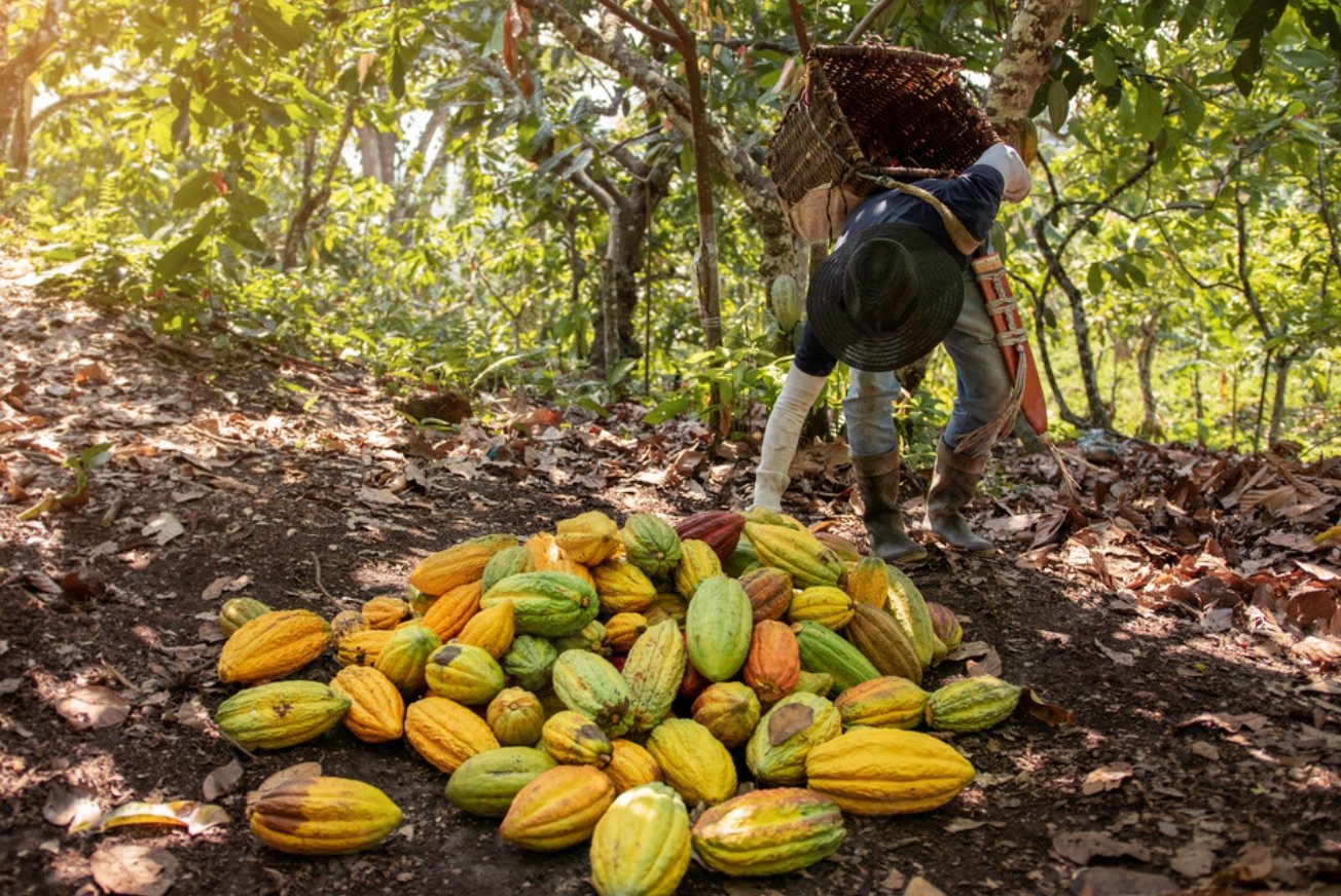 Récolte de cacao illustrant la sélection des produits agricoles
